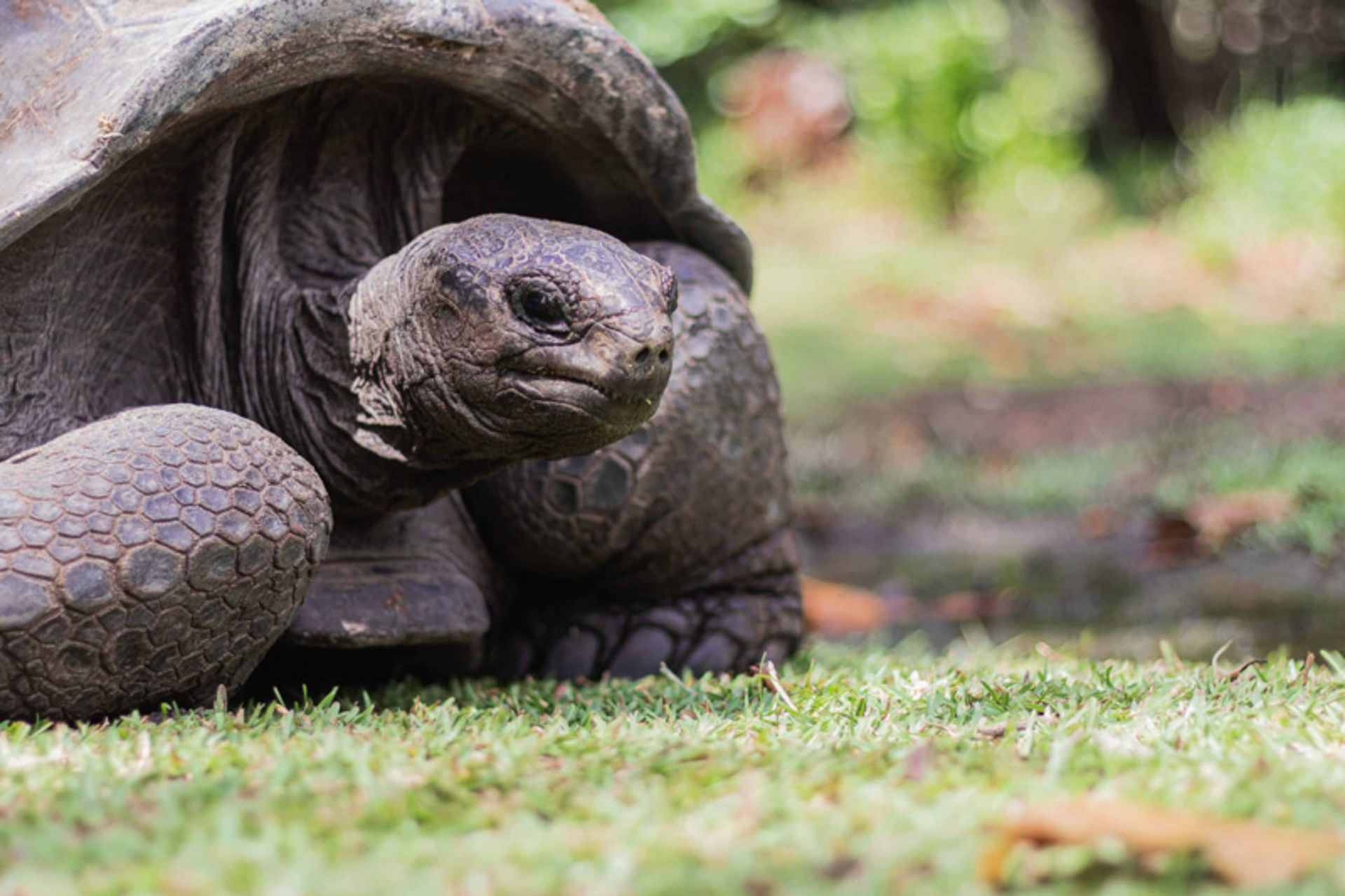 Giant Aldabra Turtle on Maine Island