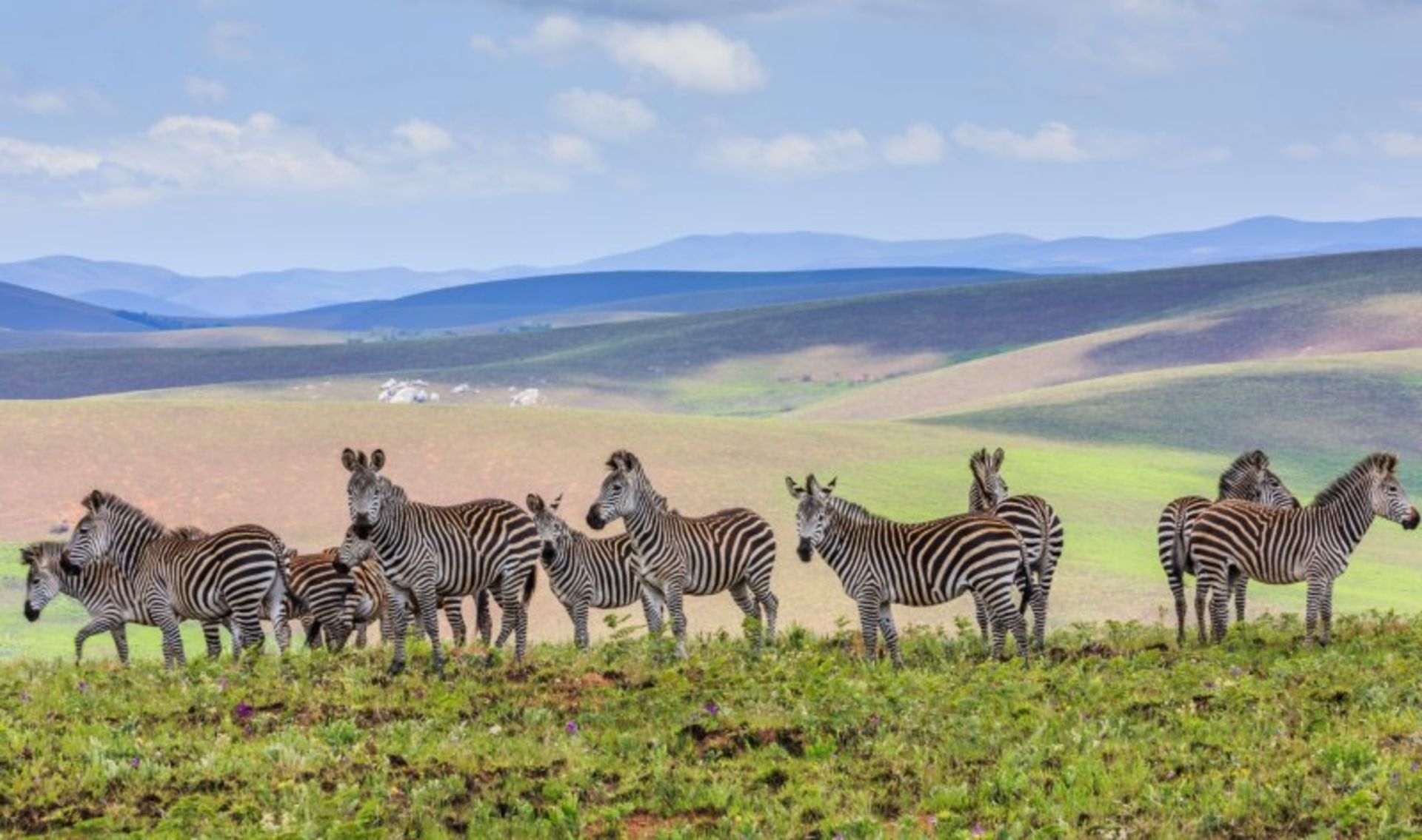Zebra group in the nature of Malawi on the day