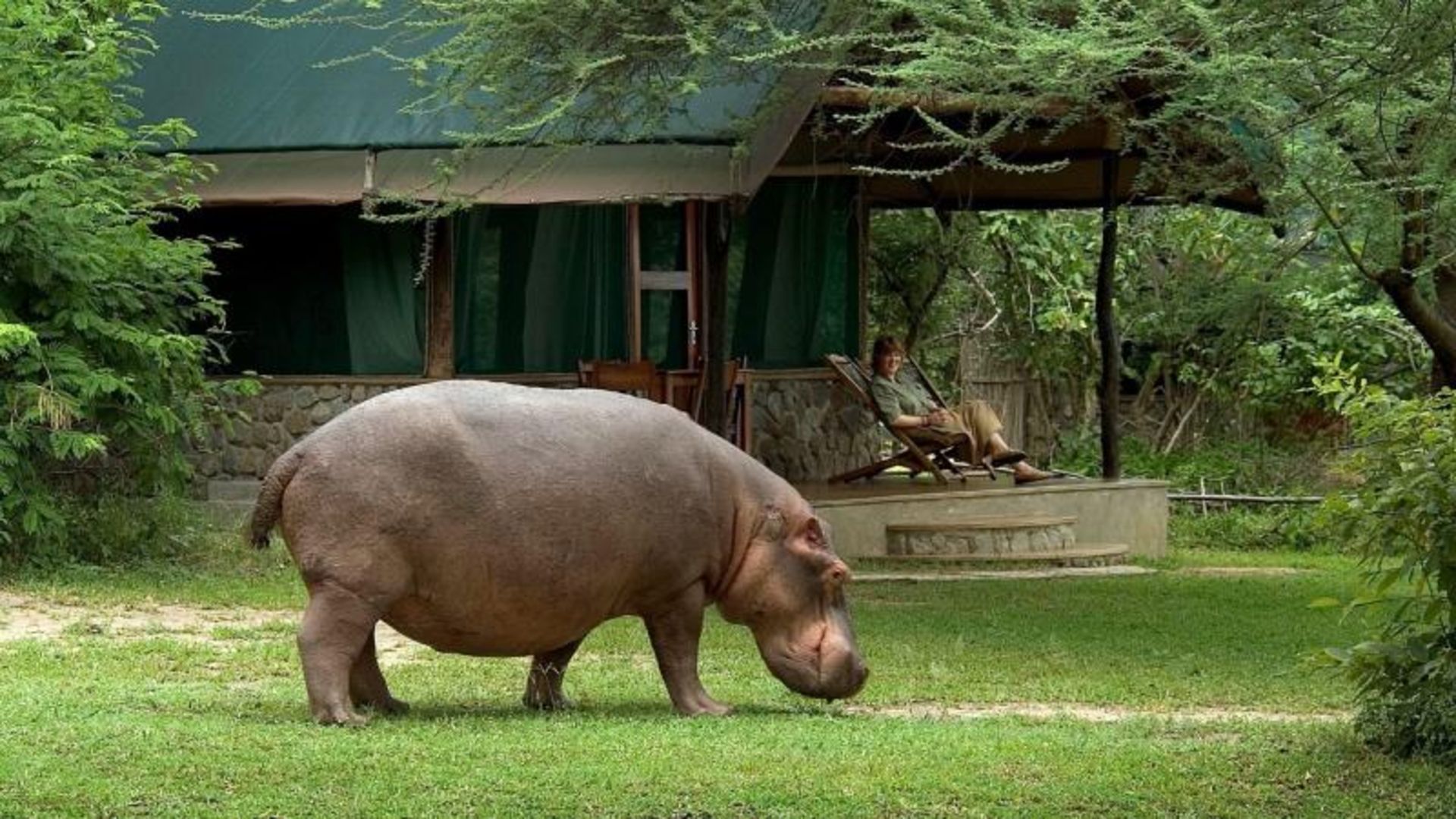 Blue horse in the lush nature of Malawi
