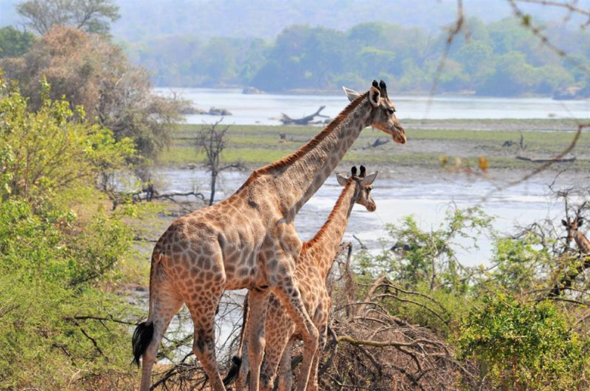 Two giraffes in the nature of Malawi on the day