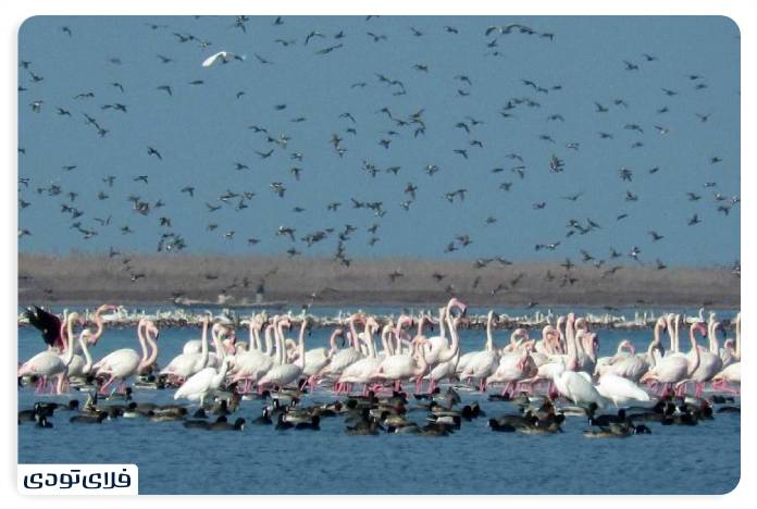 Travel to Gomishan Wetland From nature to hiking