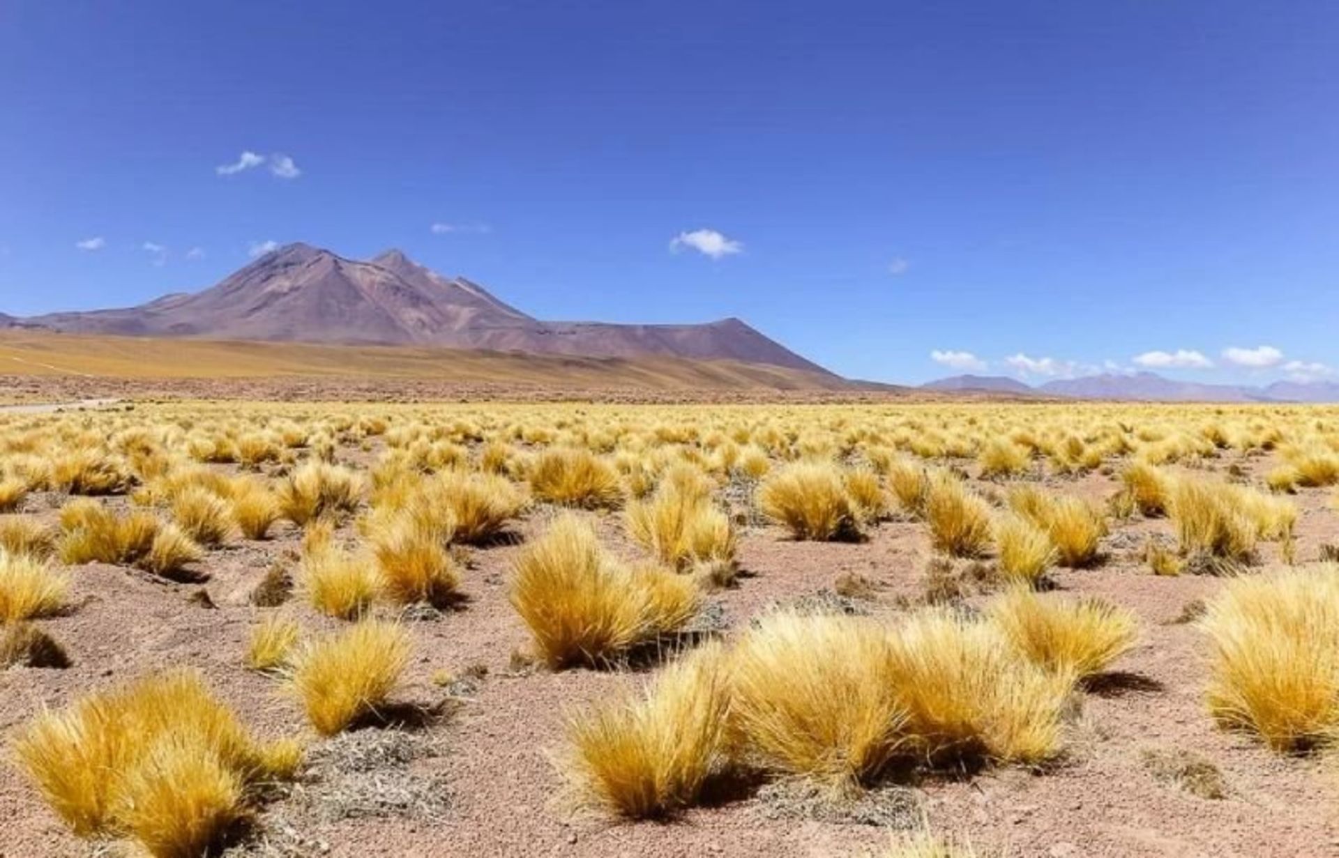 The vegetation of the Atacama desert