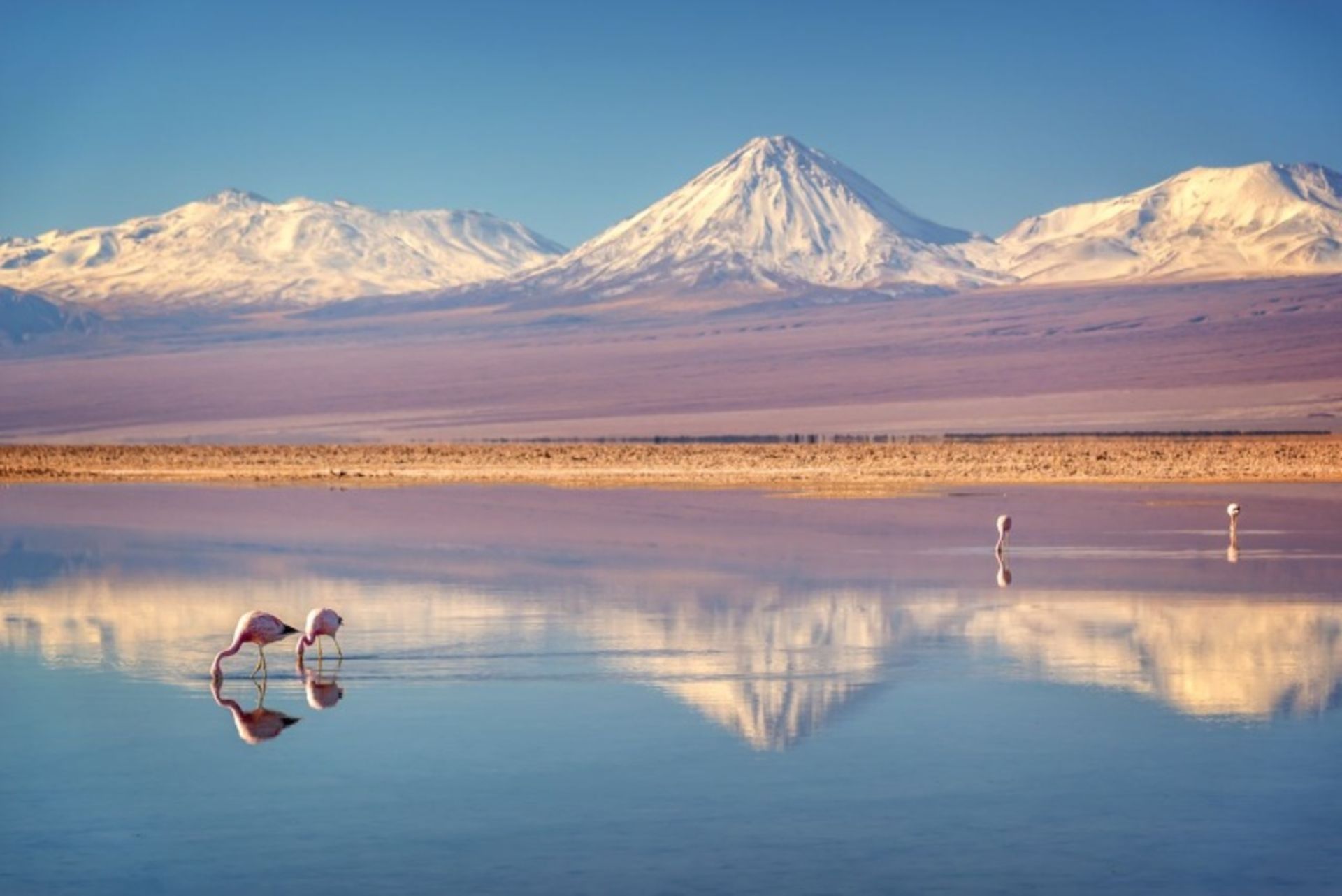 Flamingos in the Salt Salt Plain of Atacama