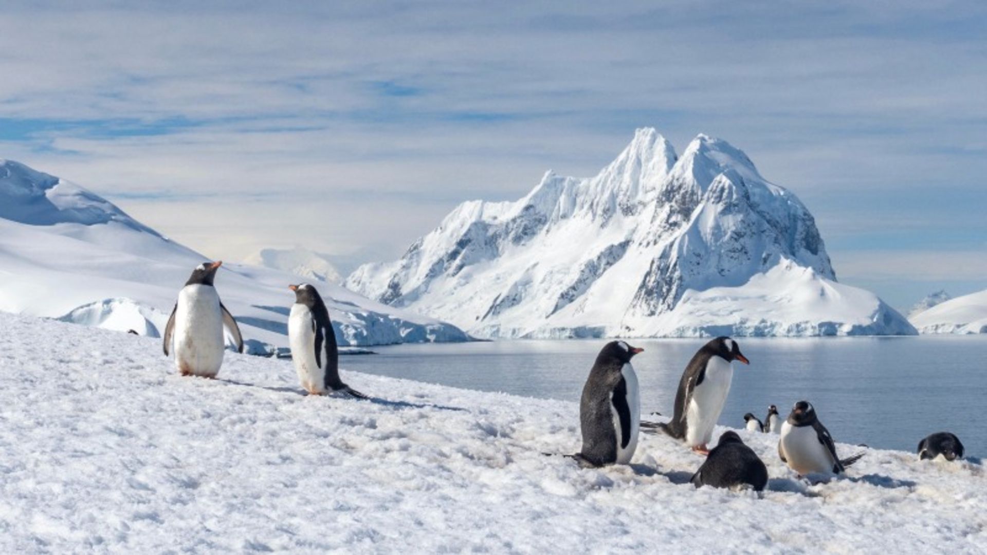 Penguins and snowy cliffs in Antarctica
