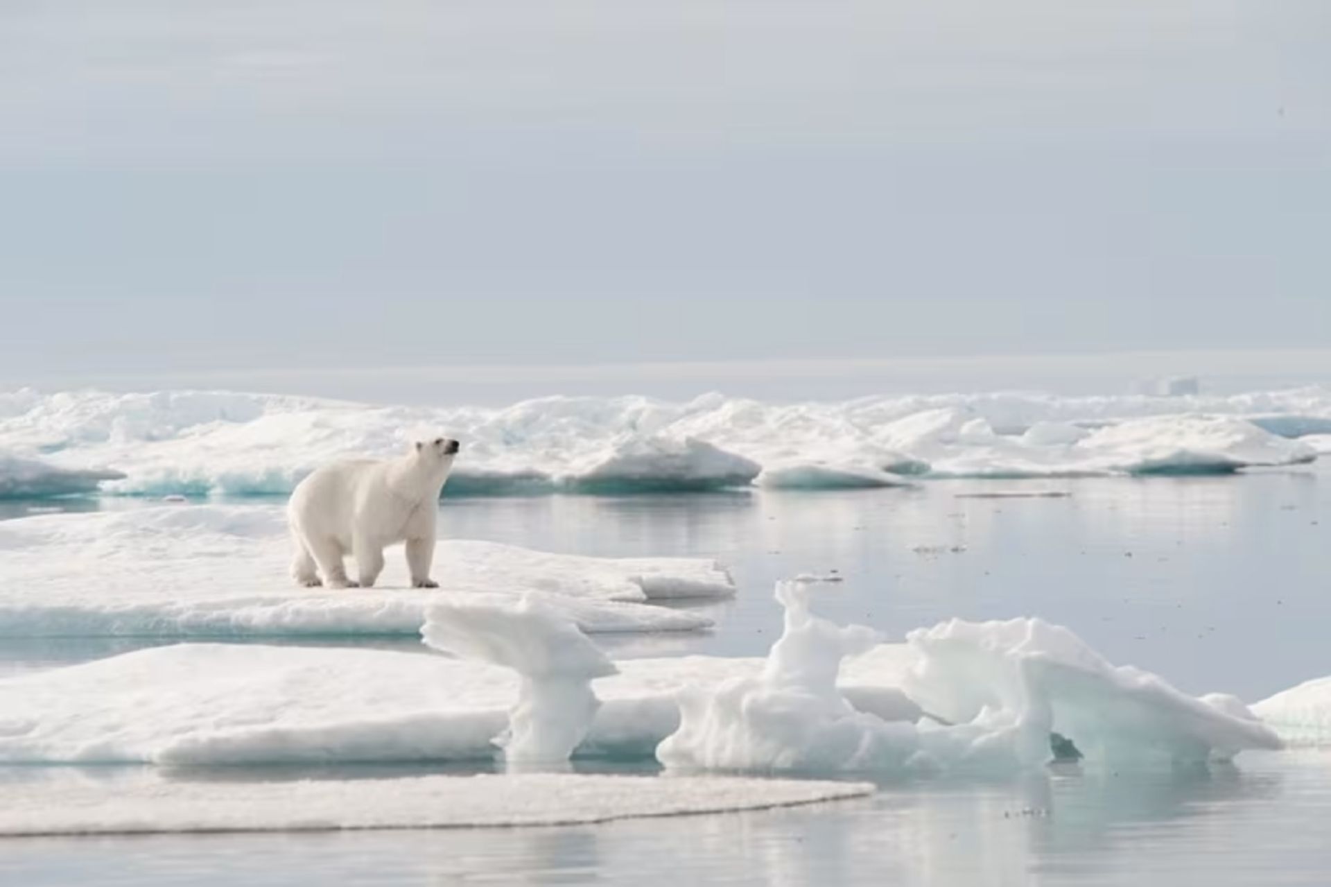 Polar bear on the Arctic