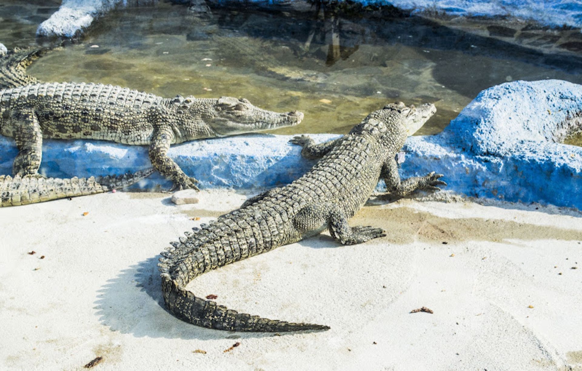 Crocodiles in Qeshm's Crocodile Park