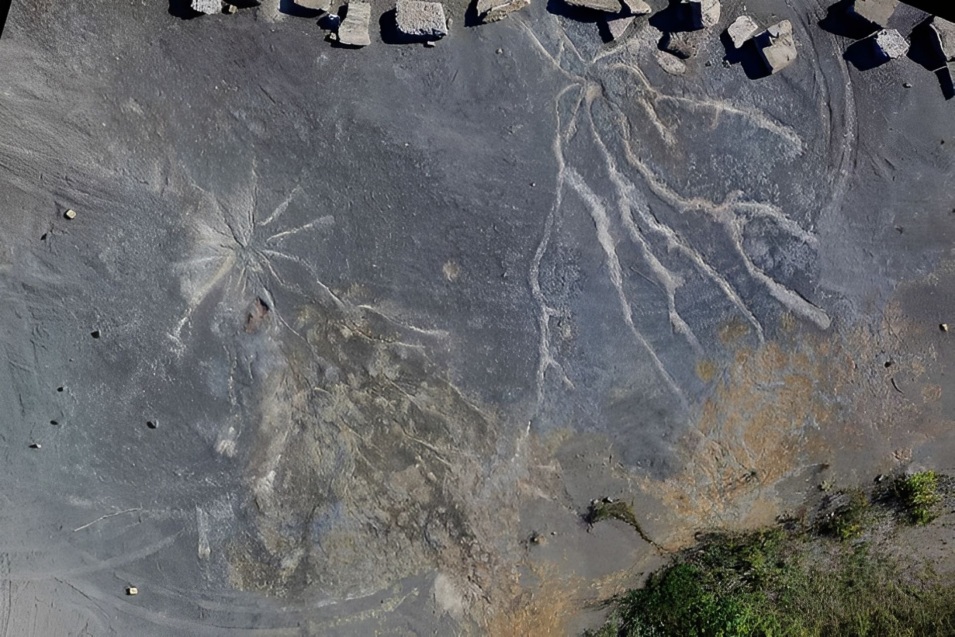 Fossils in ancient American forest