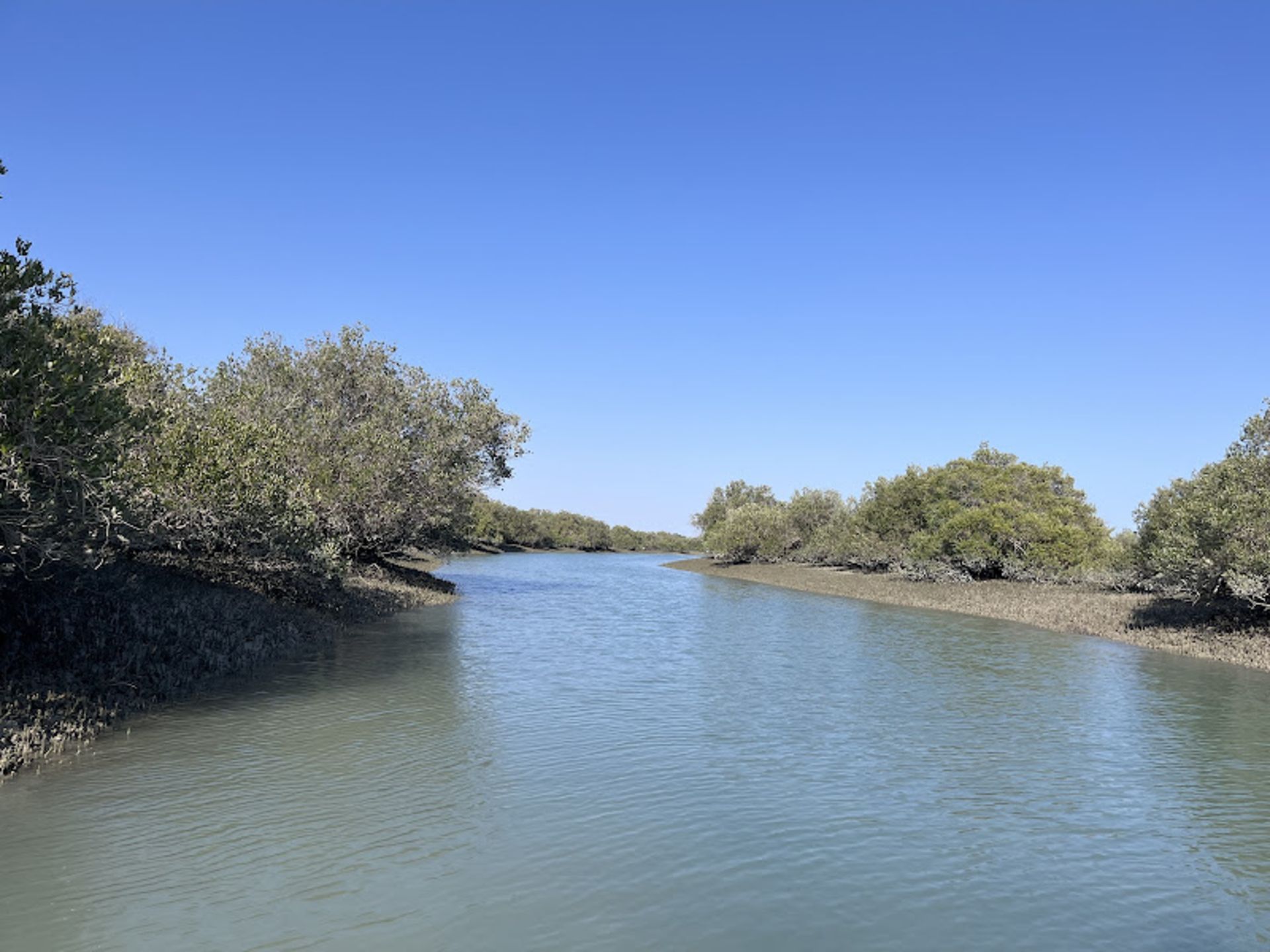 Mangrove forest with lush nature and sunny air