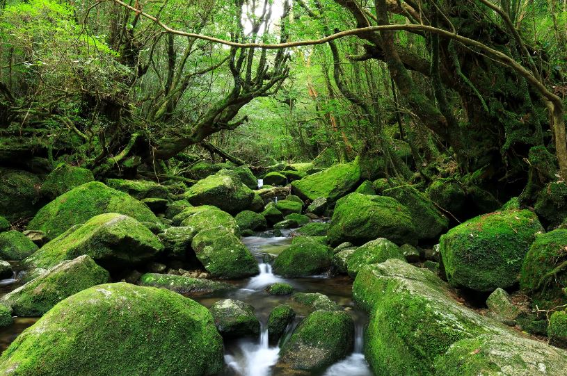 Yakushima / yakushima