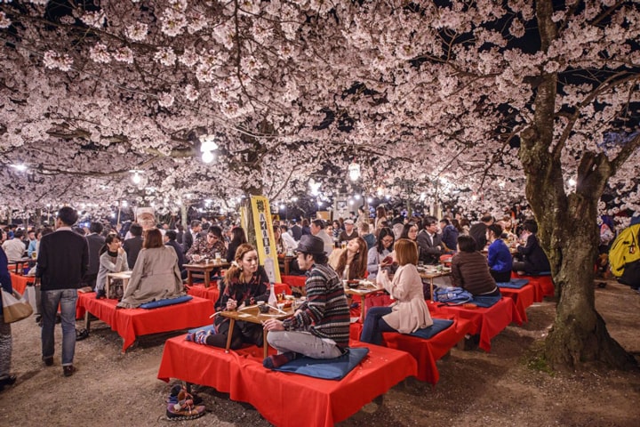 Cherry Blossom Festival, Japan / Cherry Blossom Festival