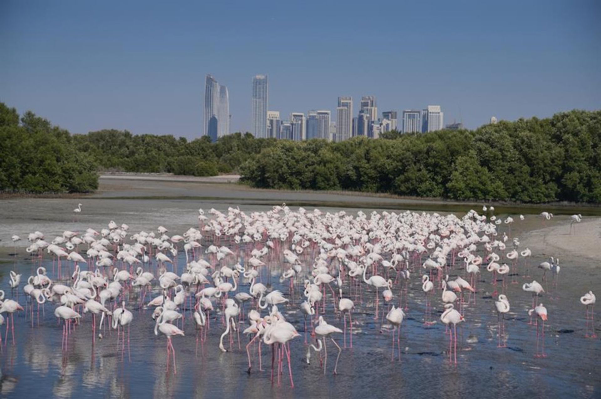 Flamingos at the Ras al -Kharah Wildlife Refuge