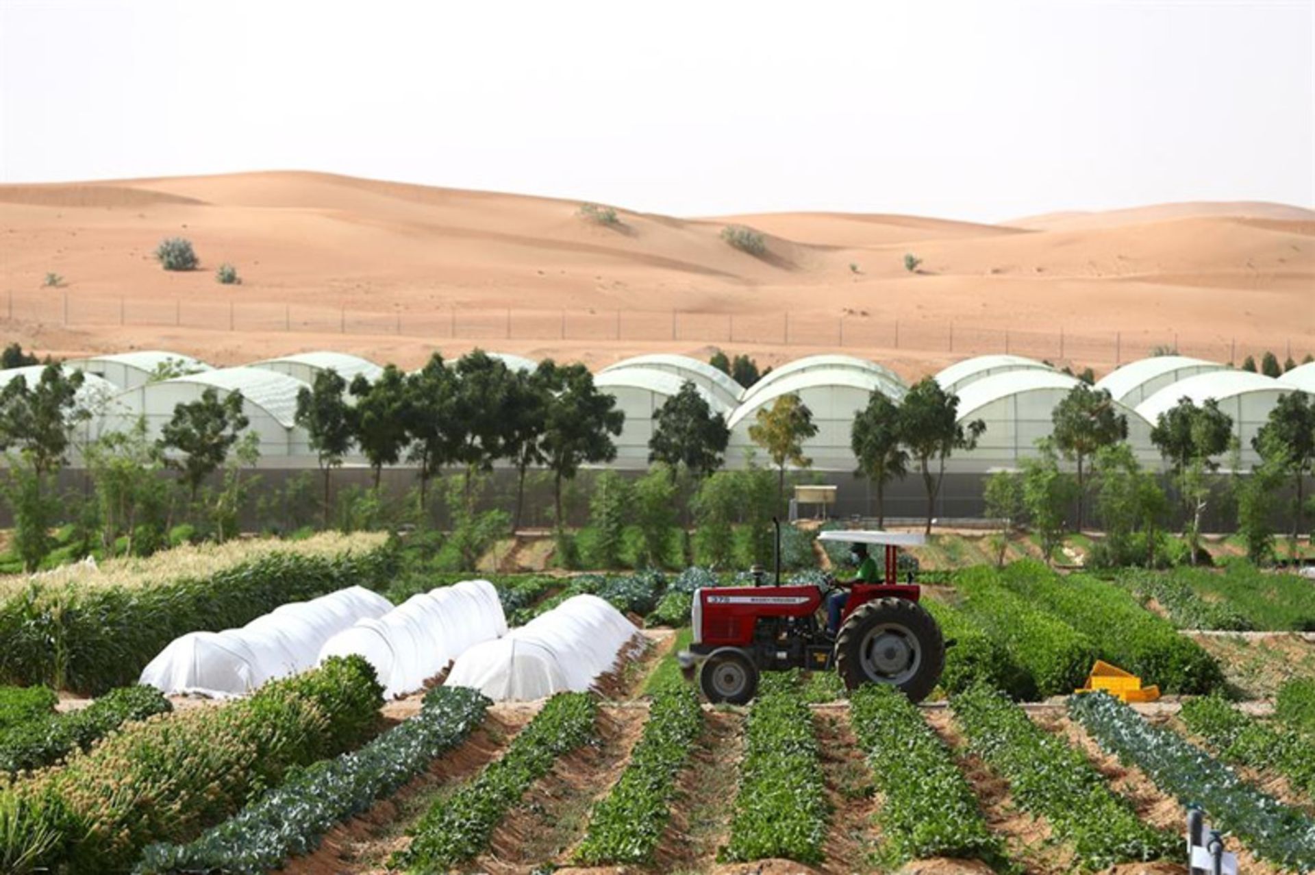 Red Tractor on the UAE Biological Farm