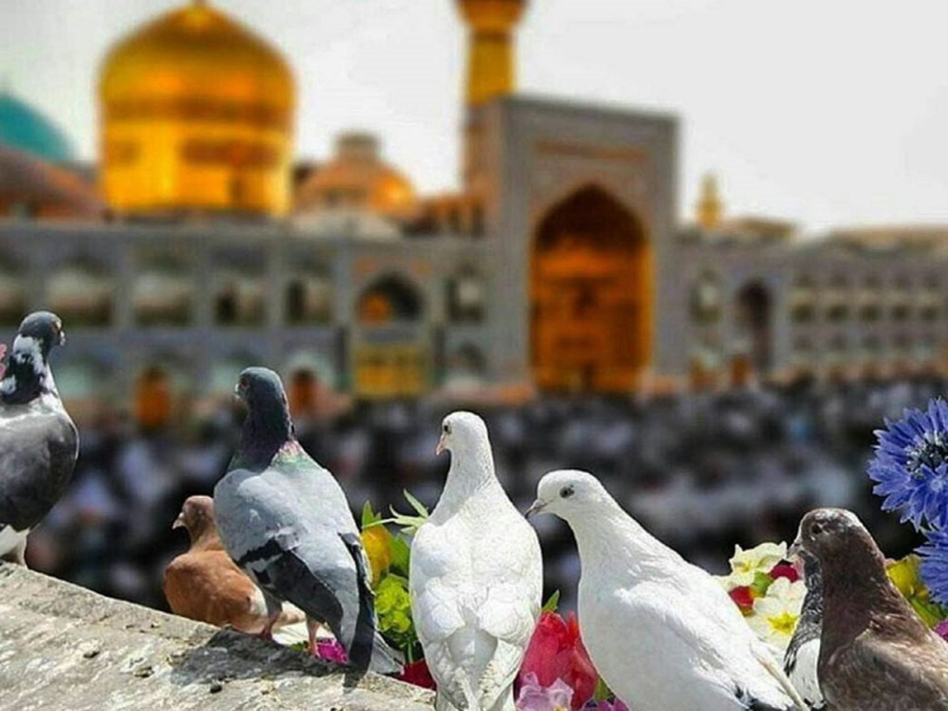 White pigeons in the shrine of Imam Reza (AS)