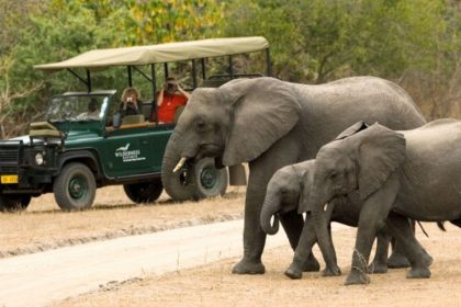 Tourists with cars watching animals and the nature of Malawi
