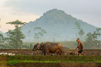 Indonesian farmer plowing land with plows