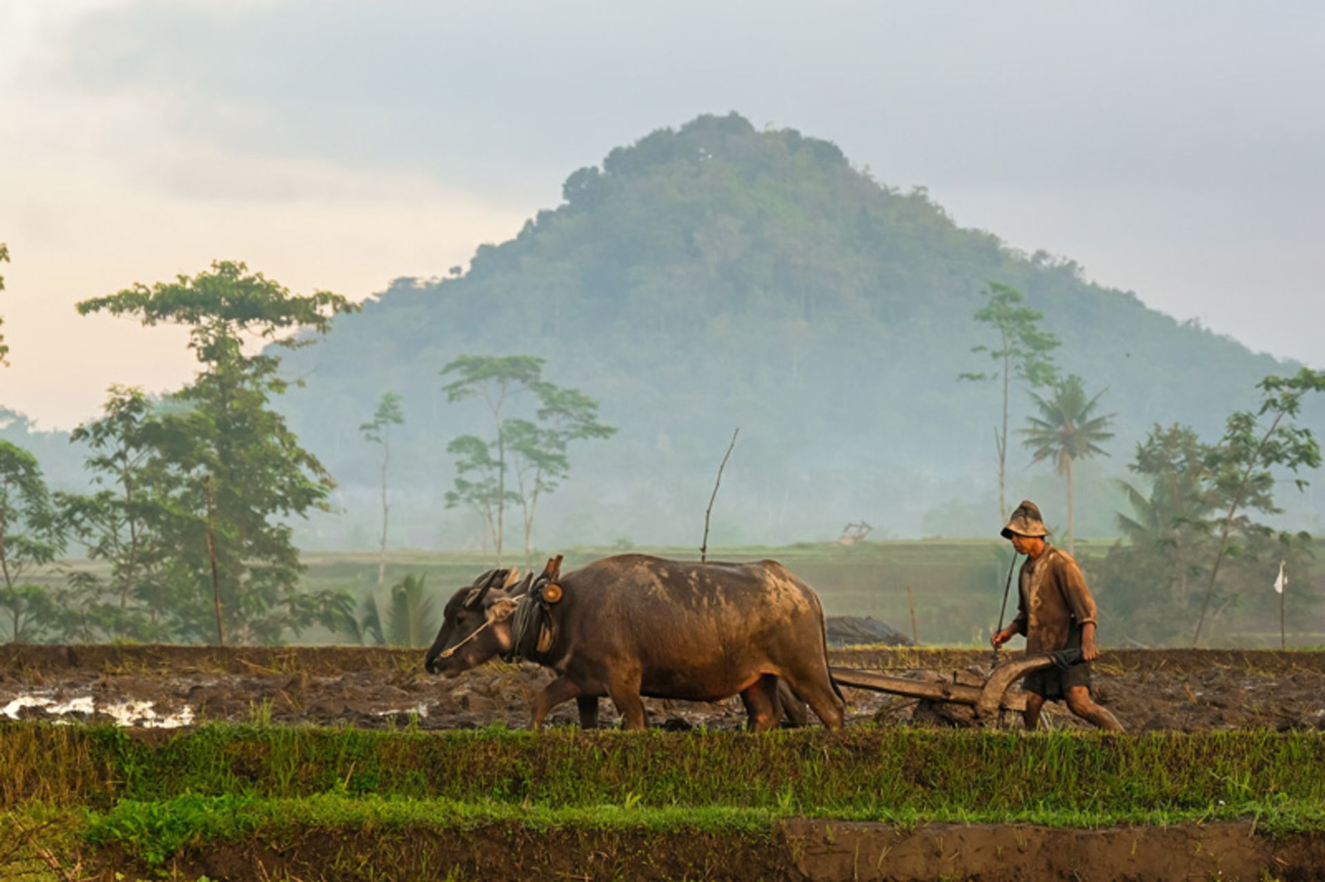 Indonesian farmer plowing land with plows