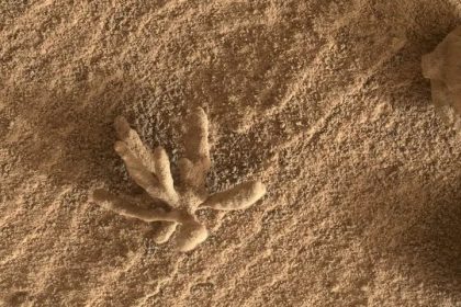 Coral rocks were photographed on Mars