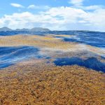 Sarcasum's golden algae in the Saraggaso beach without