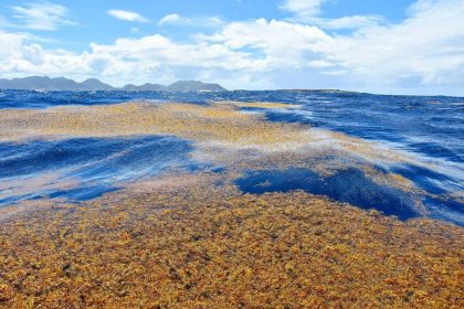 Sarcasum's golden algae in the Saraggaso beach without