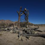 The dried jasmine tree in America