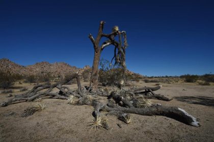 The dried jasmine tree in America