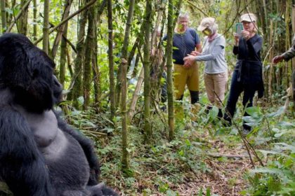 Tourists watching and photographing Gorilla in Rwanda Forest
