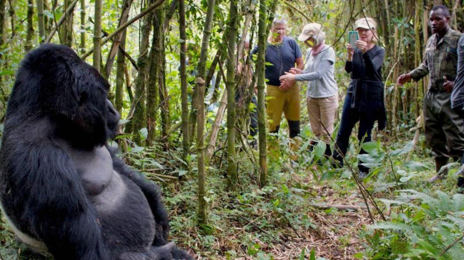 Tourists watching and photographing Gorilla in Rwanda Forest