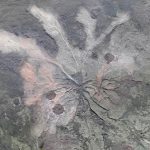 New York's ancient forest fossils