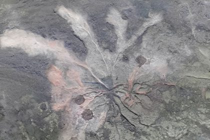 New York's ancient forest fossils