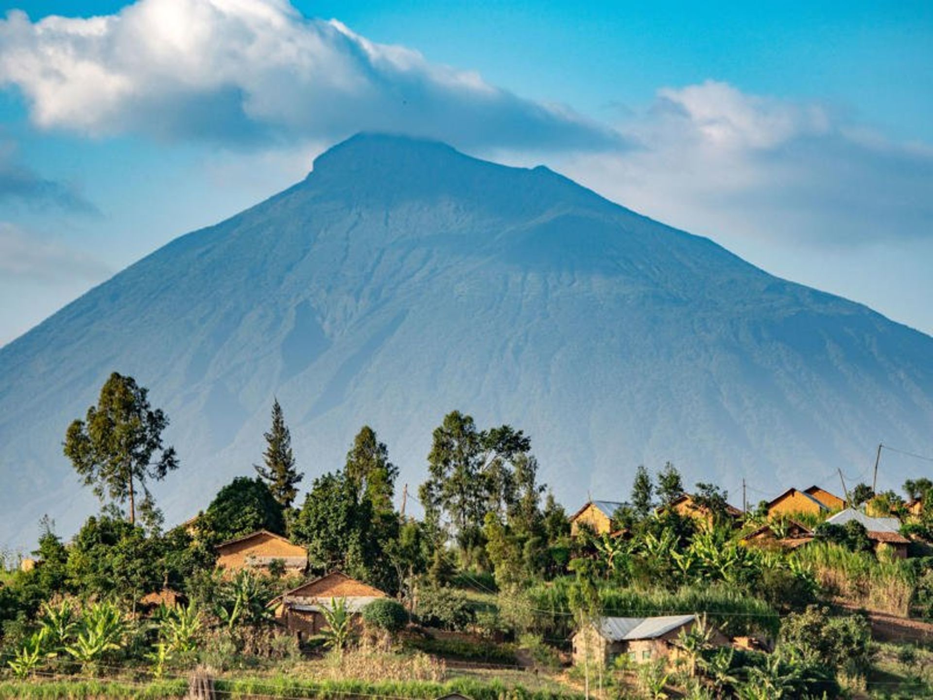 Volcano National Park vegetation
