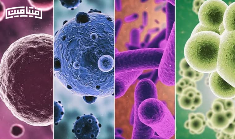 Calculate the basic metabolism