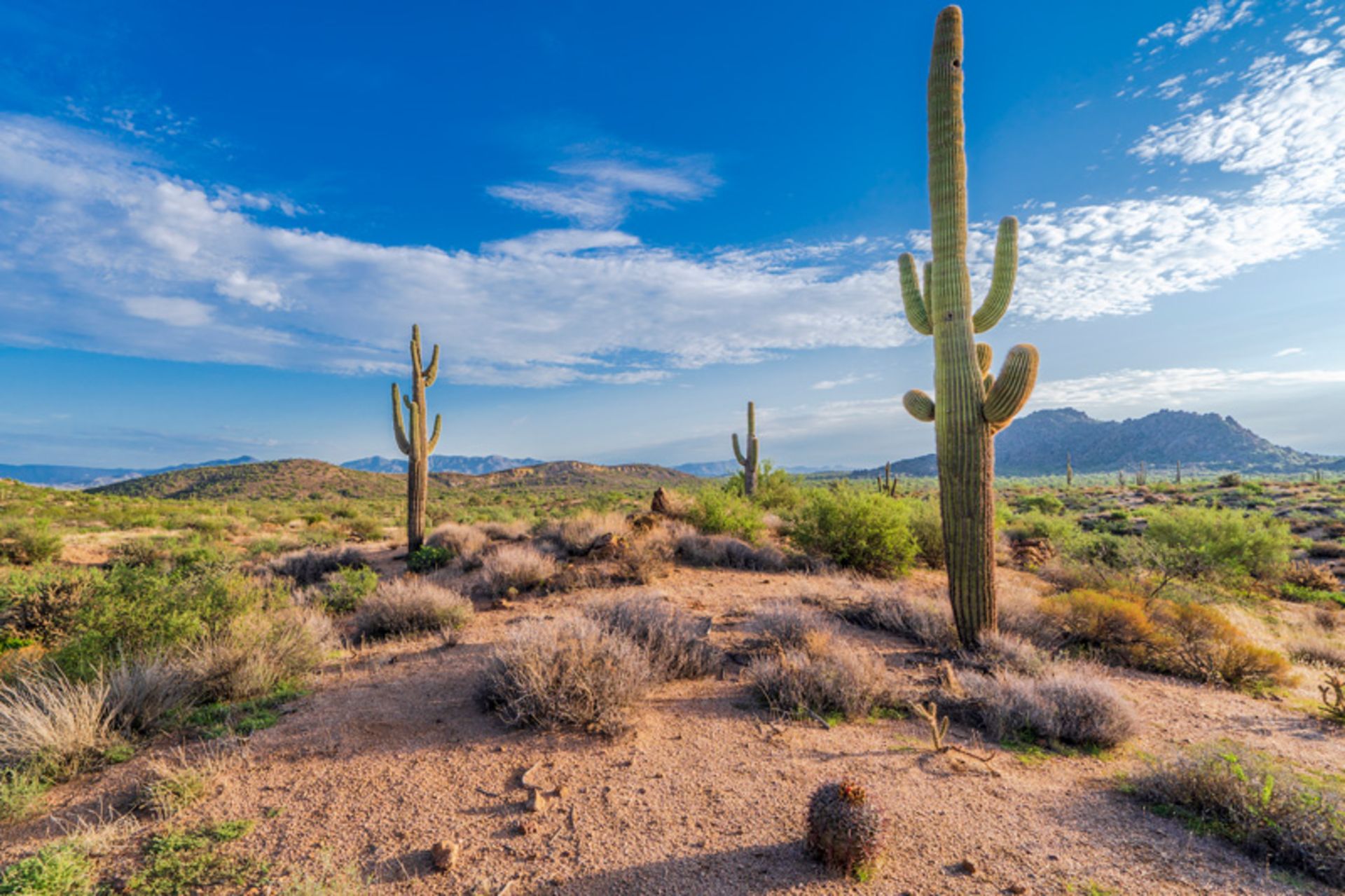 Giant cactus in American deserts