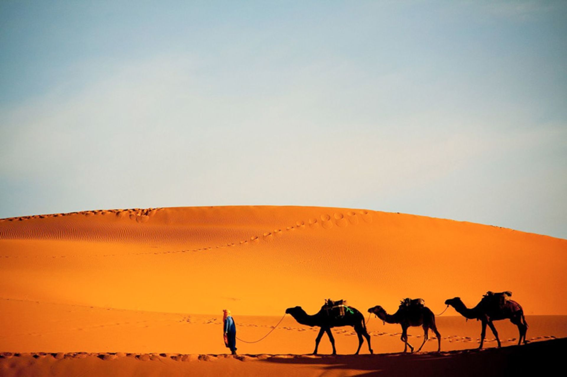 Caravan of camels in the Niger desert