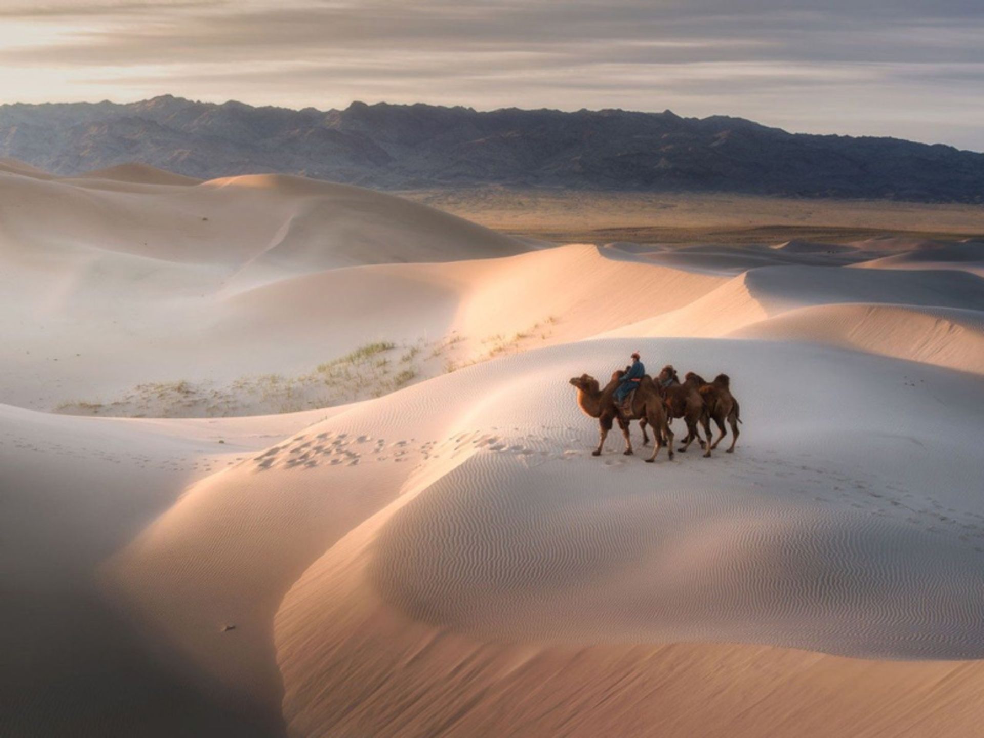 Dukuhan camels in the Mongolian Gabi desert