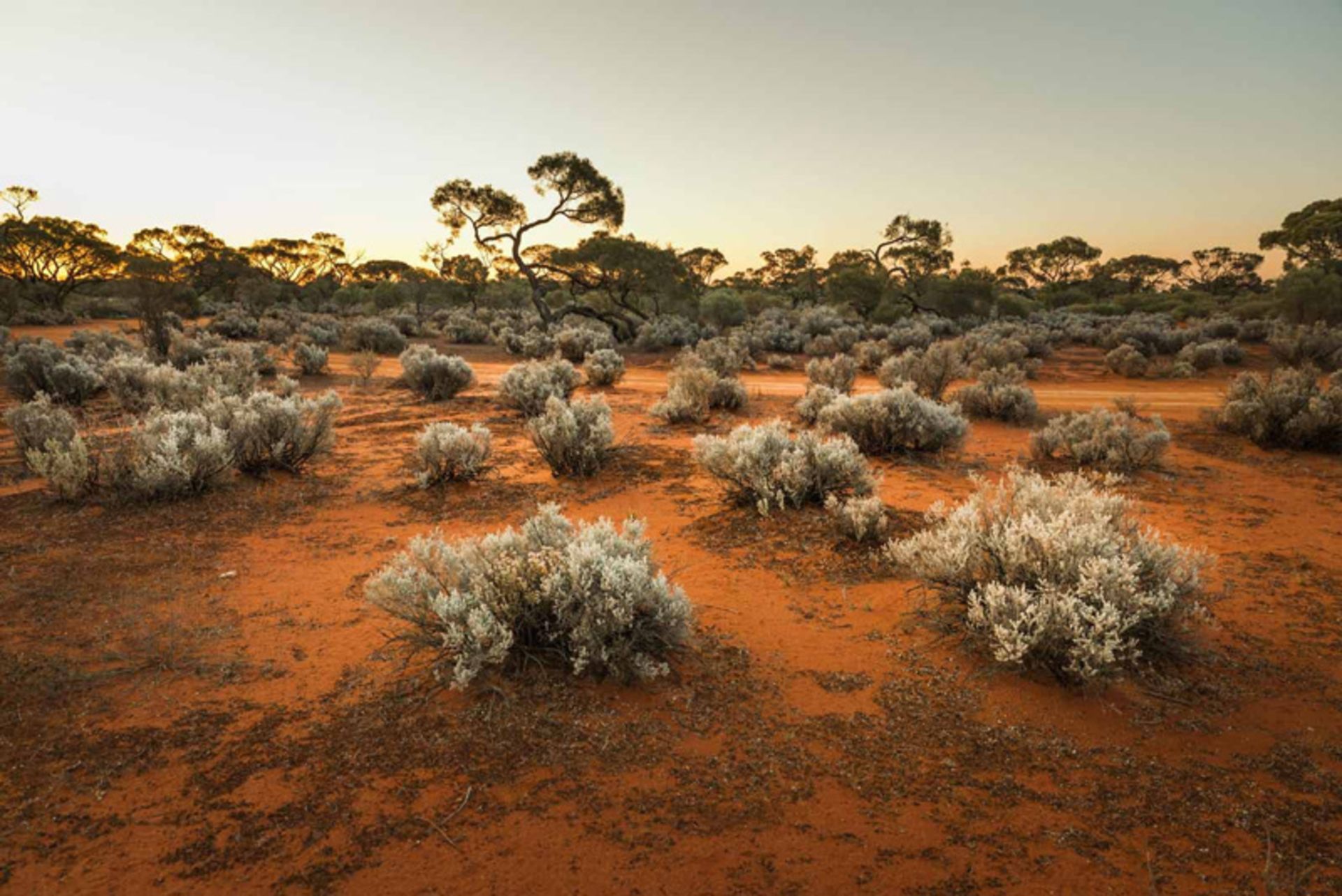 The vegetation of Australian deserts