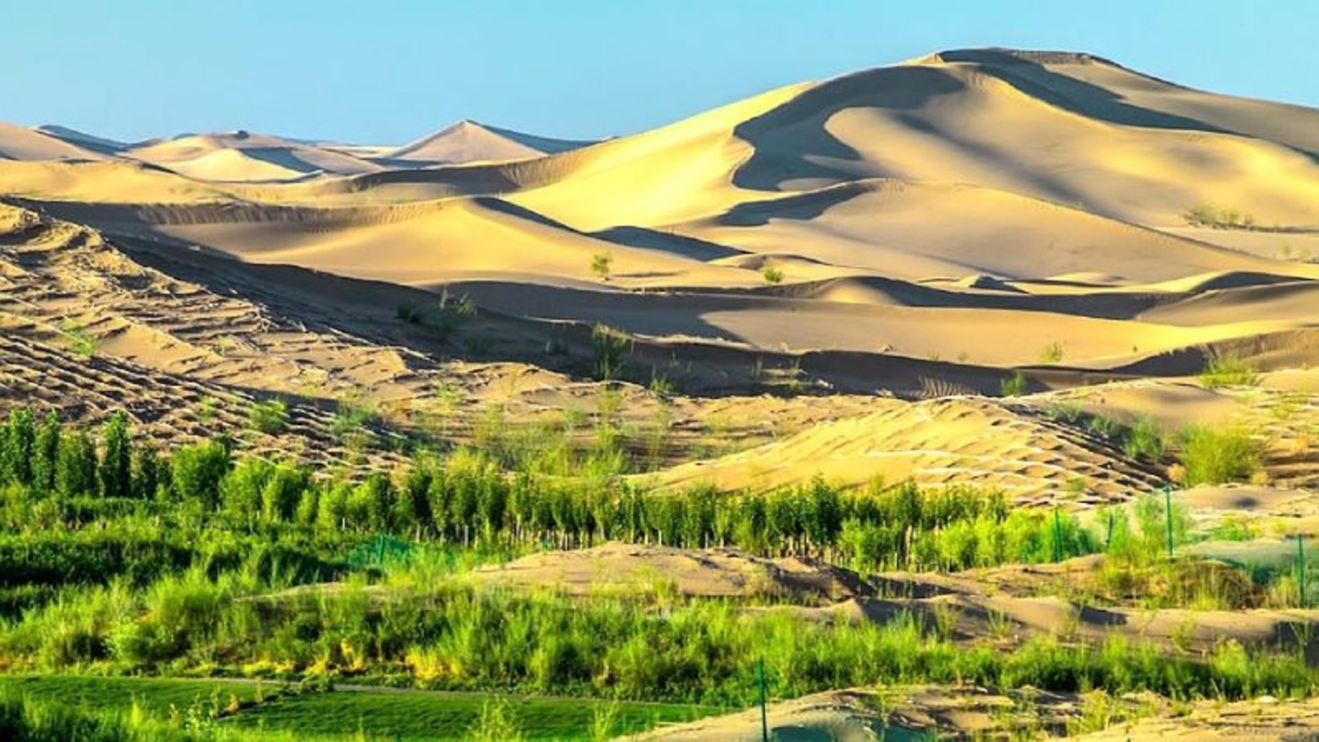 Kobuchi desert vegetation