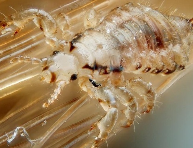 How many days does the lice remain on the livestock?