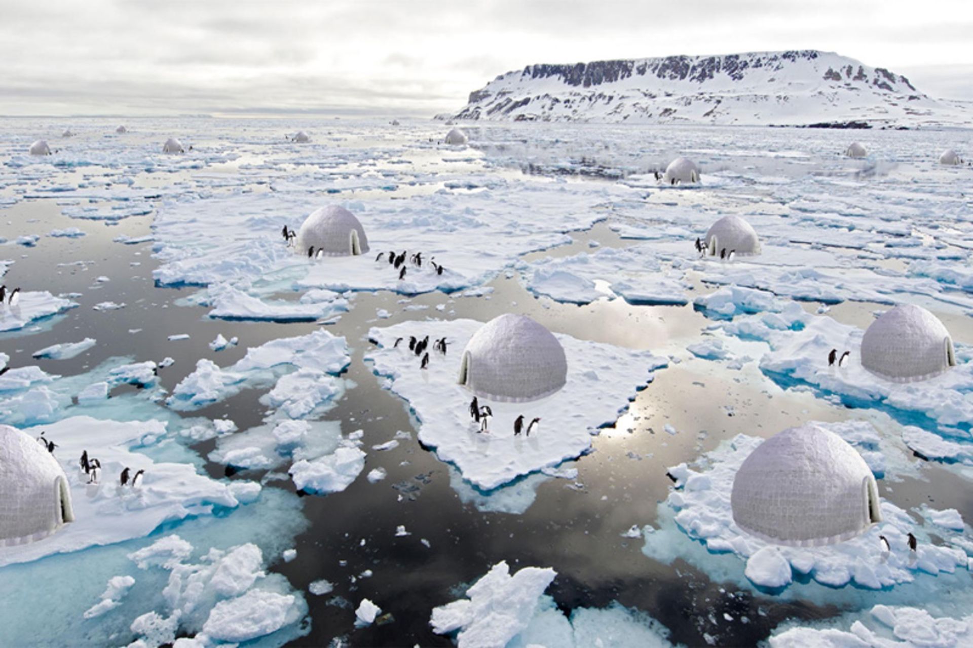 Igloo penguins on the pole ice pages