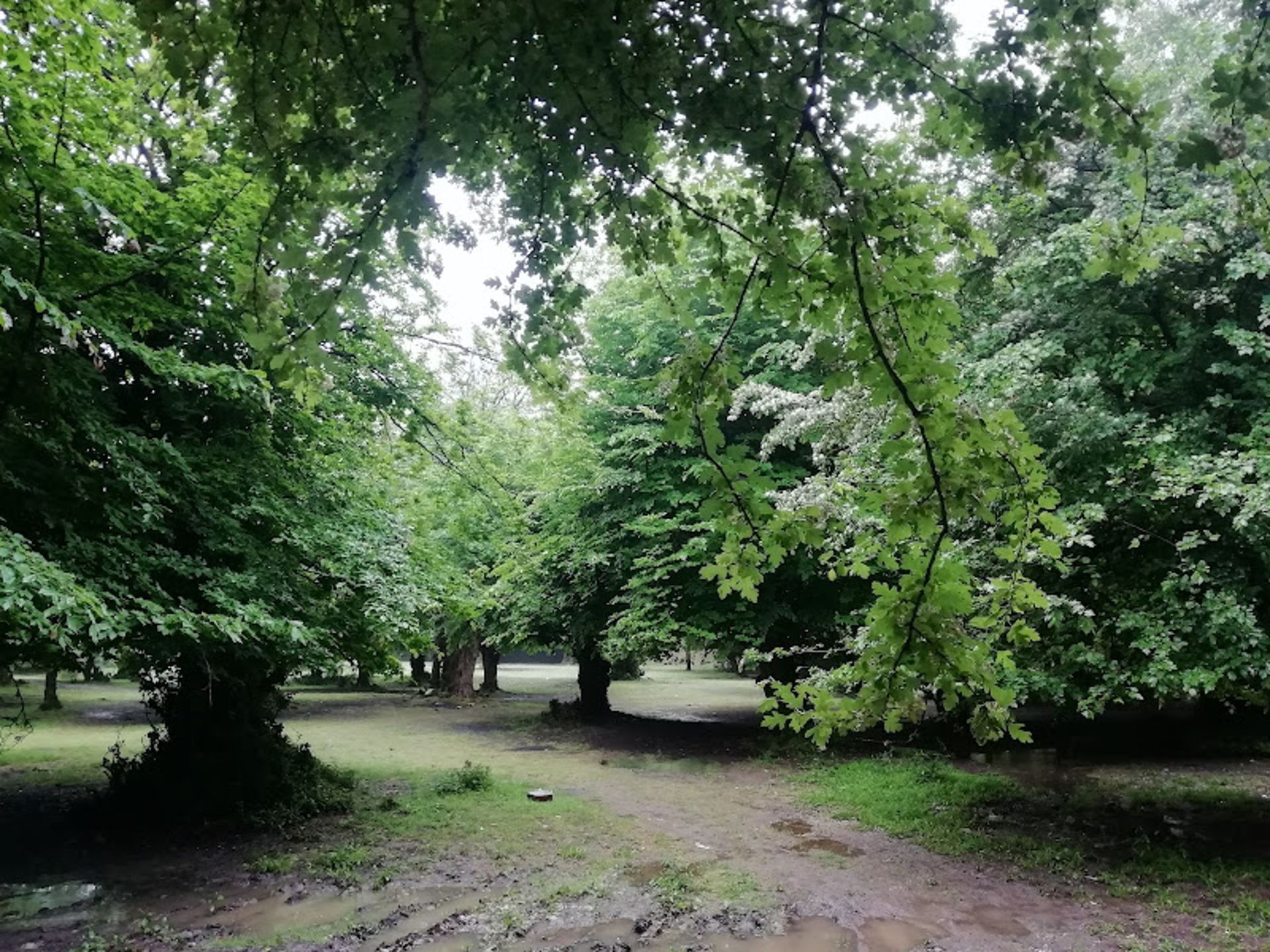 Stunning trees in the Beliran forest