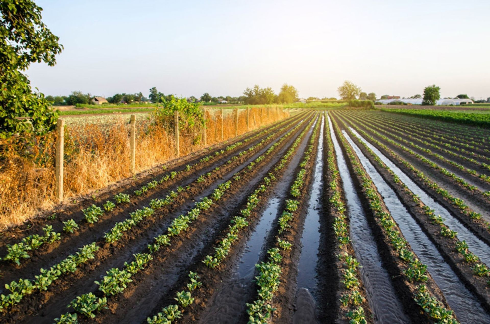 Traditional irrigation on the farm