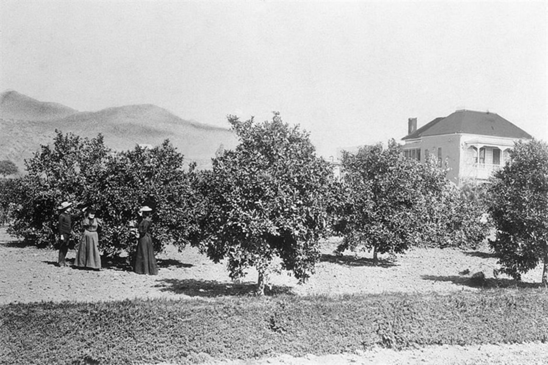 Old photo of orange trees in the current Hollywood