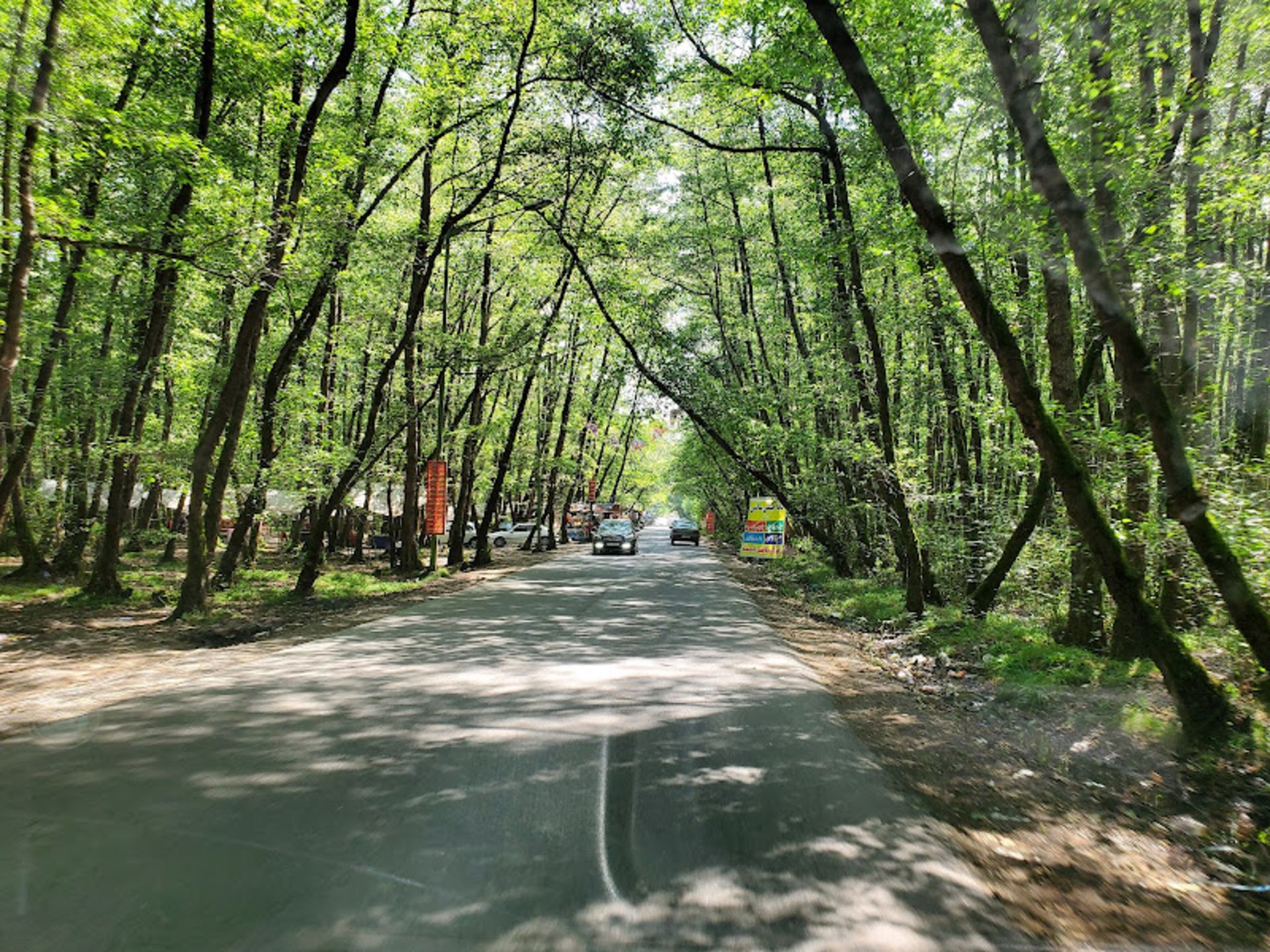 Access to Lake Gisum from tall trees