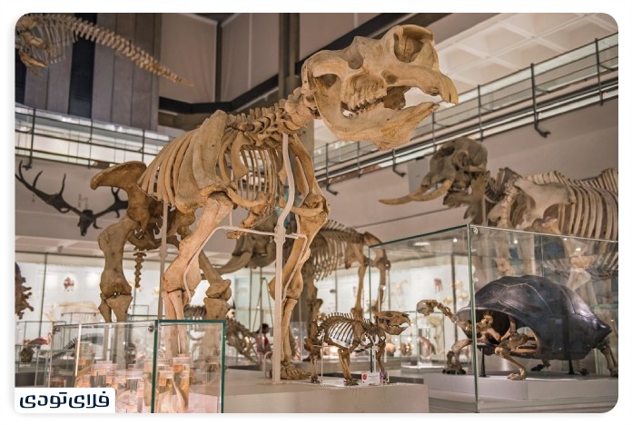 Spectacular places of Barcelona Museum of Zoology