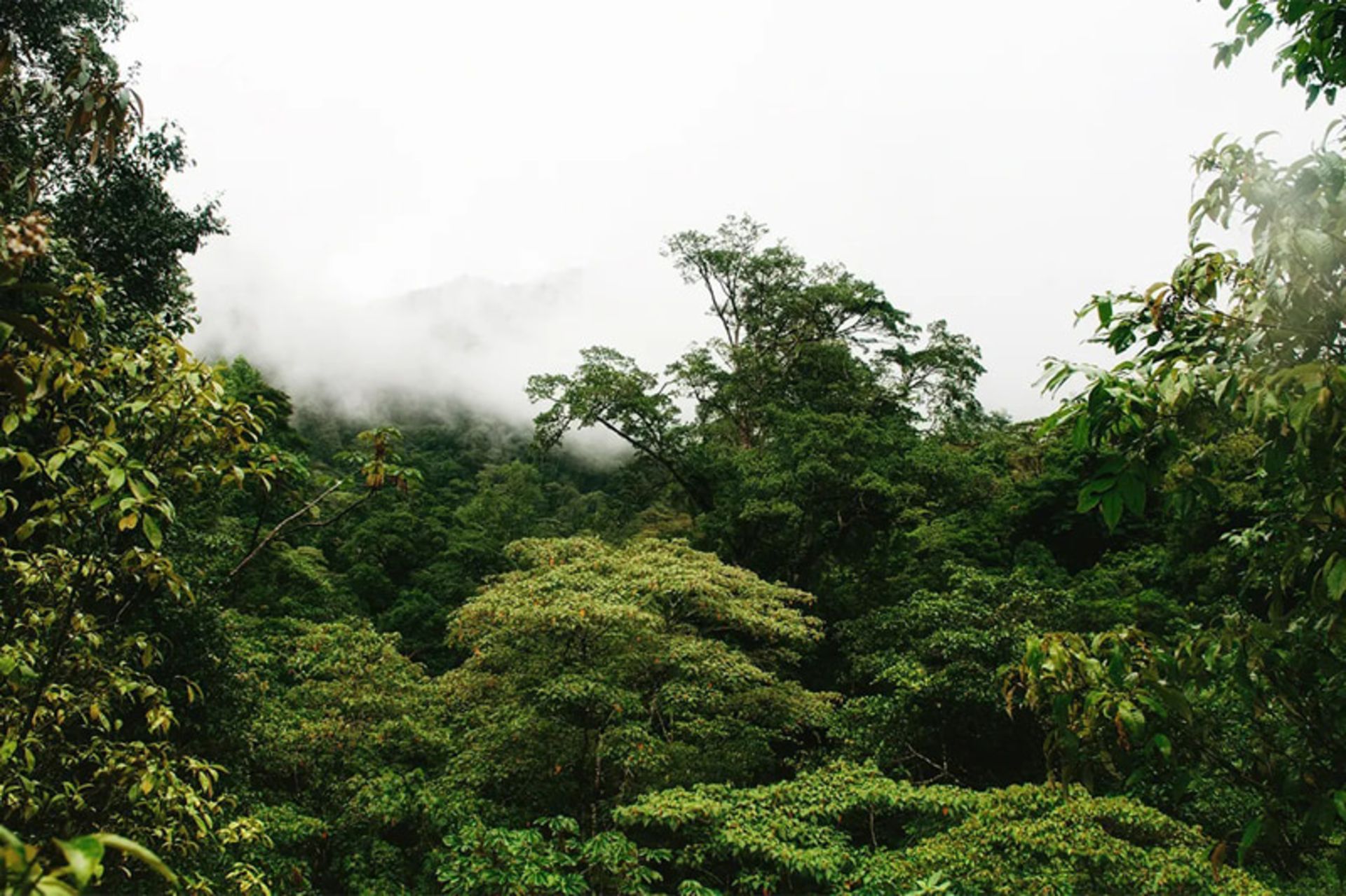 A view of a cloudy and fog forest in northern Nicaragua