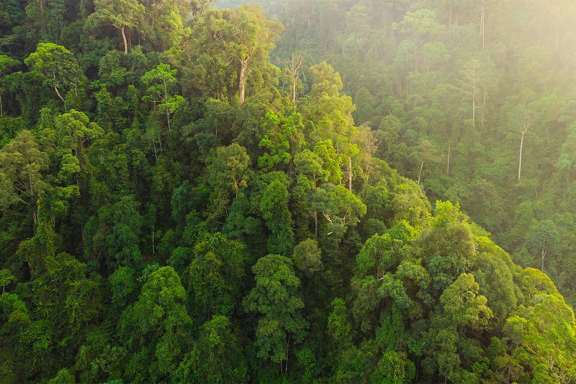 Dense trees in the tropical forest of Sumatra