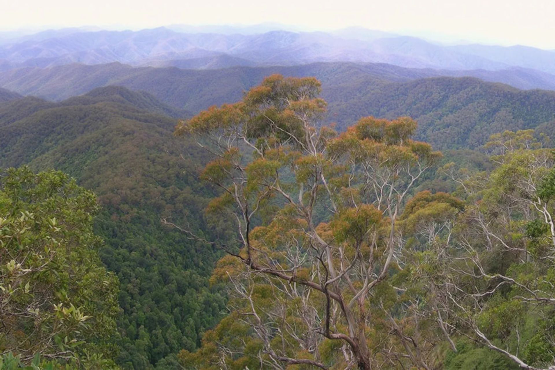 A view of the trees of New South Wales National Park in Australia