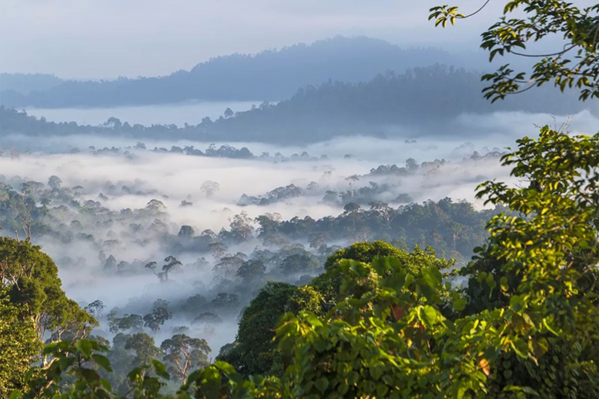 Cloud and fog over the low -rise rain forest of Borneo