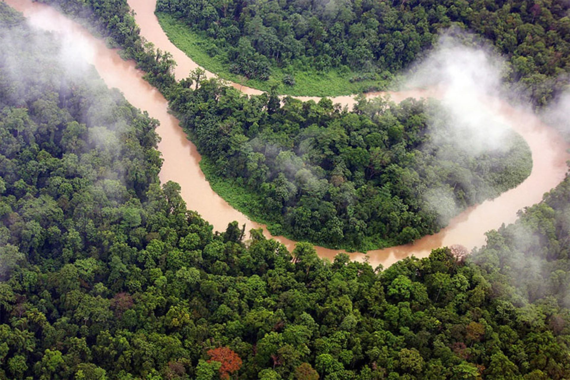 Cloud and fog over the different trees of the New Guinea rainforest