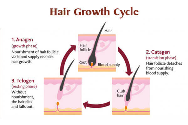 How is the hair growth cycle and how most effective the hair laser is
