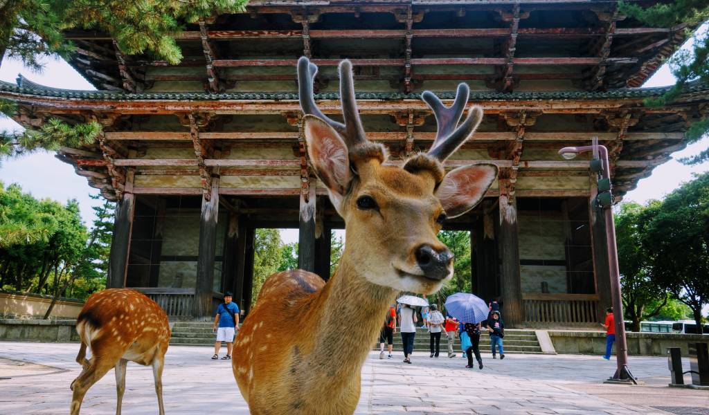 Spectacular attractions from Nara
